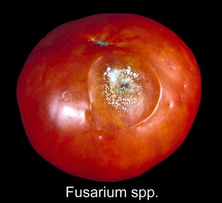 Tomato Fusarium Rot